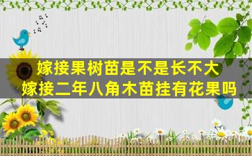 嫁接果树苗是不是长不大 嫁接二年八角木苗挂有花果吗